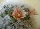Mammillaria bocasana cv. multilanata