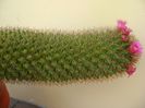 Mammillaria backebergiana