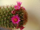 Mammillaria backebergiana