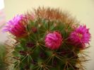 Mammillaria backebergiana
