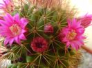 Mammillaria backebergiana