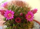 Mammillaria backebergiana