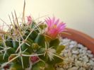 Mammillaria compressa