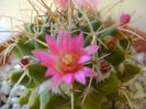 Mammillaria compressa