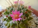 Mammillaria compressa