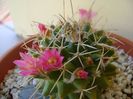 Mammillaria compressa