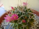 Mammillaria compressa