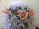 Mammillaria bocasana cv. multilanata