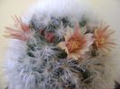 Mammillaria bocasana cv. multilanata