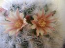 Mammillaria bocasana cv. multilanata