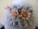 Mammillaria bocasana cv. multilanata
