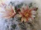 Mammillaria bocasana cv. multilanata