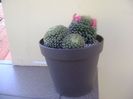 Mammillaria schiedeana