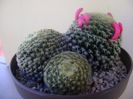 Mammillaria schiedeana