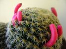 Mammillaria schiedeana