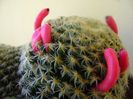 Mammillaria schiedeana