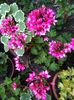Fireworks Bicolor