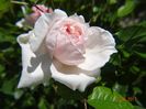 The Wedgewood Rose