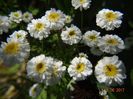 din flora spontana