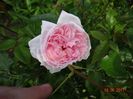 The Wedgewood Rose