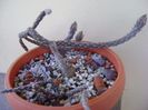 Pterocactus tuberosus