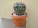 Mammillaria hahniana