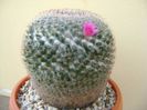 Mammillaria hahniana