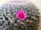 Mammillaria hahniana