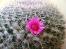Mammillaria hahniana