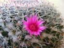 Mammillaria hahniana