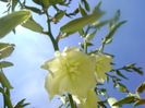 Yucca filamentosa