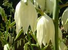 Yucca filamentosa