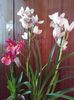 Cymbidium