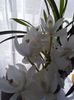 Cymbidium alb