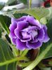 Gloxinia