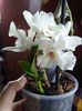 Dendrobium nobile