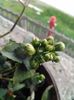 Kalanchoe.