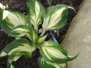 Hosta