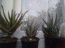 Aloe