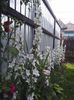 Campanula de gradina