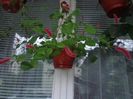 Acalypha