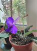 Streptocarpus mov
