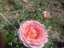 Abraham Darby