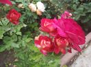 docteurs massad