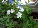 Plumbago