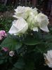 din floare ,
