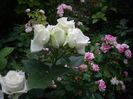 florarie