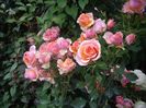 IMGP1135
