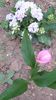 SAM_2942