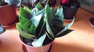 SAM_2943